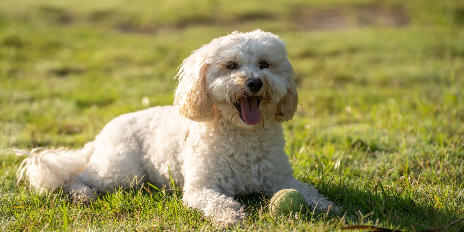 Dog resting in a clean, odor-free backyard in St. Johns, Florida